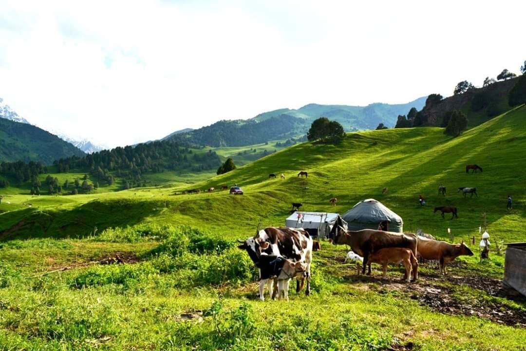 Отели типа «постель и завтрак» Bektemir Yurt Camp Murdash-4